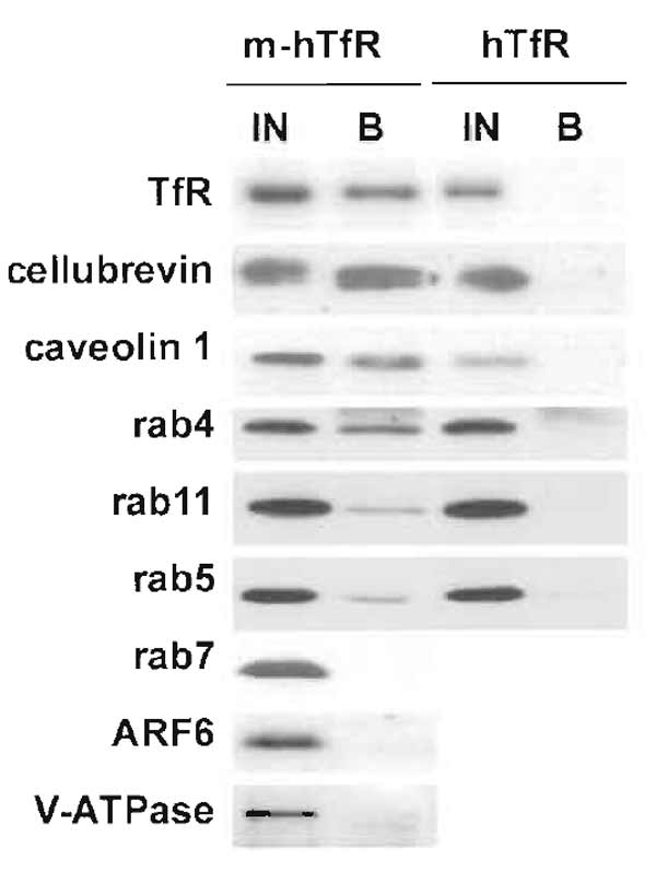 FIGURE 2 Immunoisolation of recycling endosomes. Transferrin receptor-positive endosomes were isolated as described, and fractions were analysed by Western blotting for the presence of various proteins. To estimate the yield of the immunoisolation and the degree of colocalization, bound fractions were compared with 50% of the starting material. Some markers, such as cellubrevin or caveolin 1, were isolated with similar yields as the transferrin receptor itself, indicating an excellent colocalization. Others, such as rab4, rab5, or rab11, were isolated to a lesser extent, indicating only partial colocalization. Finally, some proteins, including rab7, ARF6, and the 110-kDa subunit of the vacuolar ATPase, were absent, indicating that they do not localize to recycling endosomes.