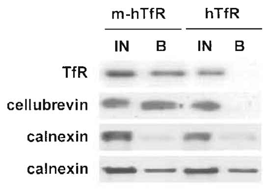 FIGURE 3 Immunoisolation of recycling endosomes. Transferrin receptor-positive endosomes were isolated as described, and fractions were analysed by Western blotting for the presence of contaminants. The ER marker calnexin is isolated with variable yields, but is always also present in the negative control (fractions from cells without the myc epitope). The transferrin receptor and cellubrevin, however, are isolated with a 50% yield in each experiment (only one experiment is shown here) and are not present in the negative control sample.
