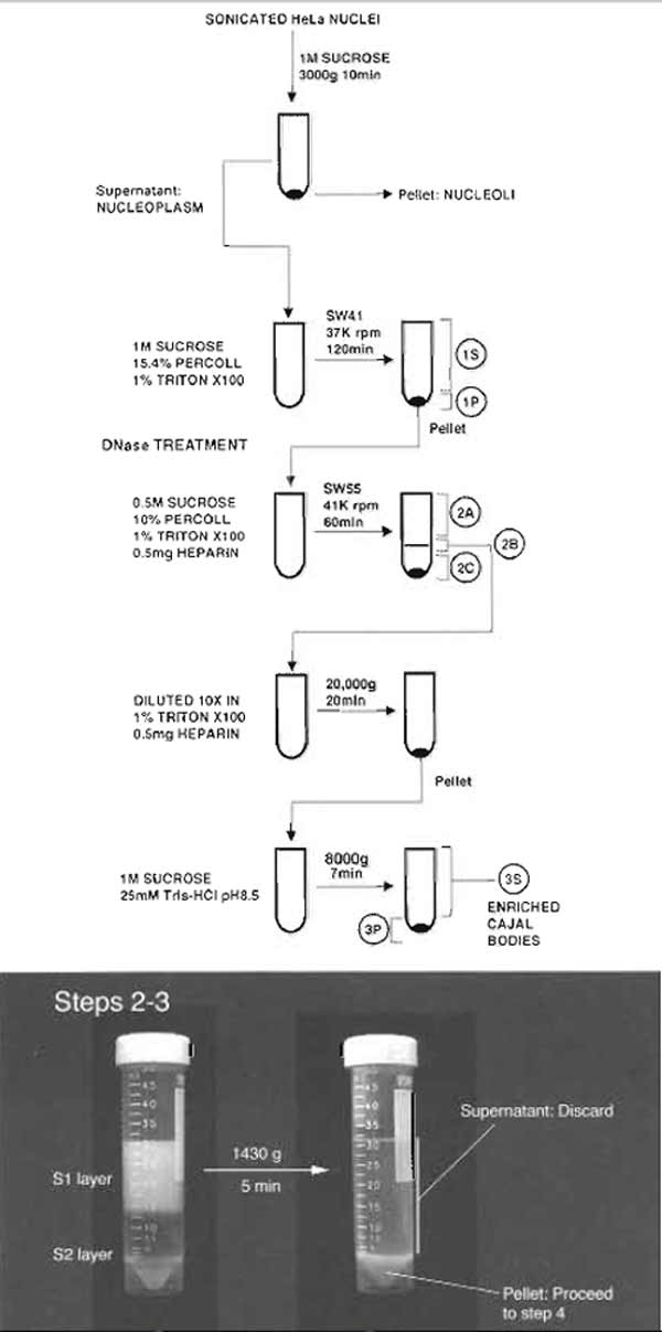 FIGURE 1 Steps 2-3 of the procedure. Note the clear boundary between S1 and S2 layers before centrifugation.