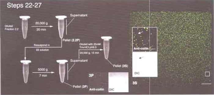 FIGURE 5 Steps 22-27 of the procedure. Most CBs are found in fraction 3S. (Inset) Arrows indicate the presence of a small amount of coilin-negative material in 3S. Bars: 25 µm (large inset) and 10 µm (small insets).