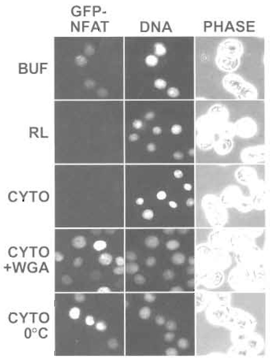 FIGURE 3 Nuclear export of GFP-NFAT was analyzed by fluorescence microscopy. GFP-NFAT cells were treated with trichostatin A and ionomycin to induce expression and nuclear import of GFP-NFAT. After digitonin permeabilization, the cells were incubated with the indicated components (BUF, buffer; RL, reticulocyte lysate; CYTO, HeLa cytosol; WGA, wheat germ agglutinin). Hoechst staining of DNA and phase-contrast (PHASE) images are also shown.