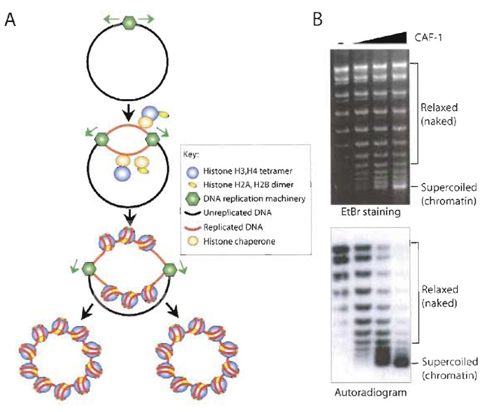 FIGURE 2 DNA replication-coupled chromatin assembly. (A) Overview of the SV40 T-antigen-driven replication assay in a human cell-free extract coupled to chromatin assembly. The newly replicated DNA (red) becomes labelled by the incorporation of a radioactive nucleotide. (B) Example of supercoiling analysis of the products of DNA replication-coupled chromatin assembly. By comparison of EtBr staining and autoradiogram of the same agarose gel, preferential assembly (supercoiling) of the replicated DNA into chromatin is apparent upon addition of CAF-1.