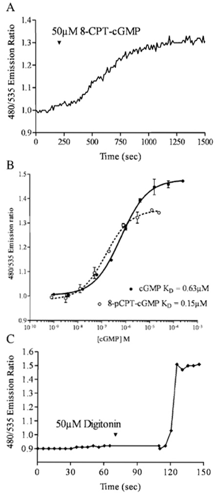 FIGURE 2 (A) Cygnet-2.1 expressed in an individual RASM cell exhibits a 30% EYFP/citrine ratio change in response to a saturating dose of the membrane-permeable cGMP analog 8-CPT-cGMP. (B) In vitro Cygnet-2.1 titration with cGMP reveals a maximum FRET ratio change of 45%. Saturating concentrations of the analog 8-CPT-cGMP can only generate a 30% change. (C) A RASM cell expressing Cygnet- 2.1 was permeabilized with 50µM digitonin in an extracellular solution containing 8 µM cGMP. The indicator responded to the cGMP influx with a FRET ratio change of 47%.