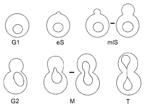FIGURE 3 Diagrams of a budding yeast cell at different characteristic points in the cell division cycle. The following criteria are used to identify the indicated stage. G1 phase, unbudded cells with round nuclei or attached pairs of posttelophase cells that have two round, clearly separated nuclei; early S, with initial bud emergence, cells are in early S; mid-to-late S, cells with a bud big enough to form a ring at the bud neck, in which nuclei are still round and centred in the mother cell; G2 phase, large budded cells (bud≥ two-thirds of mother) with the nucleus at the bud neck; mitosis (M), large budded cells in which the nucleus extends into the daughter cell due to spindle extension; telophase (T), two globular cells with two distinct nuclei that remain connected by residual NE structures.