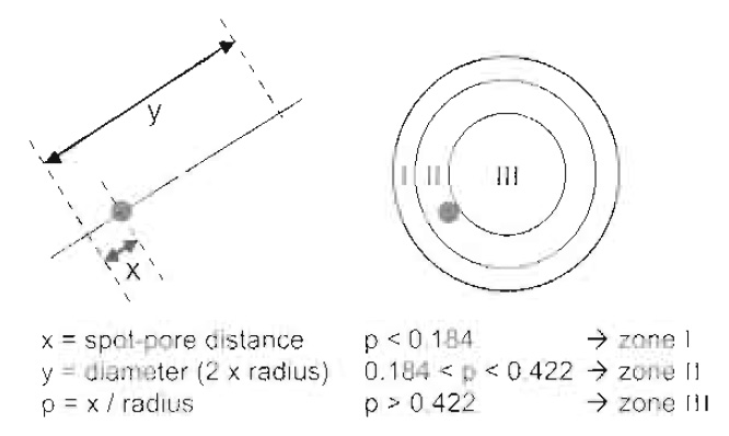 FIGURE 4 Analysis of DNA locus position. Relative locus position is calculated by normalising measured distance × by the radius (0.5 × measured distance y). The relative radial distances can then be classified and attributed to three groups of equal surface. The peripheral zone (zone I) is a ring of width = 0.184 × the nuclear radius (r). Zone II lies between 0.184 and 0.422r, and zone III is the centre of the nucleus with radius = 0.578 r. In a predicted random distribution every group would contain one-third of the cells.