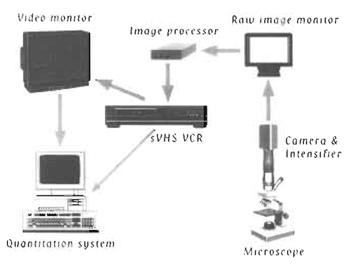 FIGURE 1 Schematic diagram of equipment setup.