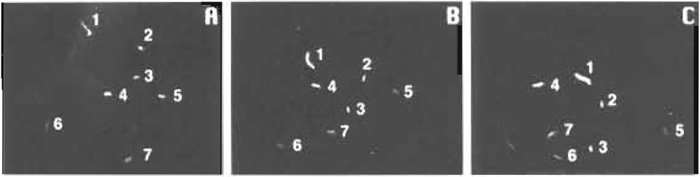 FIGURE 2 One-second intervals of actin filaments moving over a myosin-coated surface.