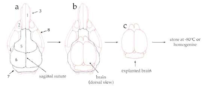 FIGURE 1 Diagram of the explantation of mouse brains. (a) Dorsal view of mouse skull showing the nasal bone 
(1), eye socket (2), nasal process of incisive bone (3), zygomatic process (4), frontal bone (5), parietal bone 
(6), interparietal bone (7), and zygomatic bone (8). (b) Dorsal view of skull after cutting (along the dashed green and red lines) and removing the frontal, parietal, and interparietal bones. (c) Dorsal view of explanted brain.