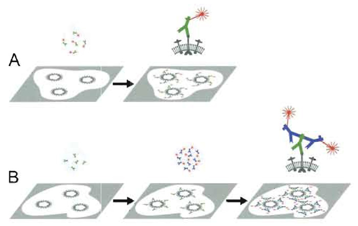 FIGURE 5 Primary and secondary immunofluorescence labeling. Primary immunofluorescence (A): A specimen with the antigen to be visualized (e.g., a viral surface protein) is incubated with the specific antibody conjugated to a fluorophore. Excess antibodies are washed off. Fluorescence microscopy reveals the presence of the antigen (e.g., the virus) directly as fluorescent signals. Secondary immunofluorescence (B): The same specimen is first incubated with antigen-specific antibodies (e.g., a rabbit serum) and excess is washed off. The specimen is then incubated with fluorophore-conjugated antibodies directed against the species and type of the primary antibody (e.g., antirabbit IgG antibodies raised in goat) and excess is washed off. The presence of the antigen manifests in the fluorescence microscope as a fluorescent signal. Since more than one secondary antibody may bind to each primary antibody, the signal may be stonger than obtained by primary immunolabeling.