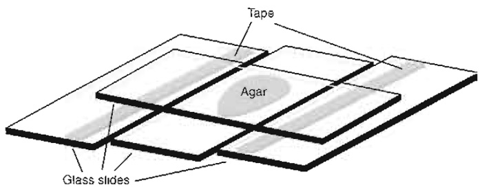 FIGURE 2 Setup for making agar pads.