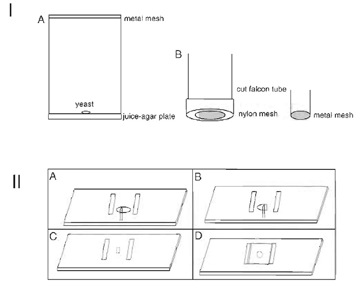 FIGURE 1 Schematic showing the parts that make up an egg-laying cage (IA). Apple juice agar is poured and allowed to set in petri plates. A dab of yeast is placed on warmed plates that are placed on top of cages containing flies. The plate is strapped onto the cage and the contraption is placed inverted in an incubator. The parts that make up an egg collection basket are shown in IB. A nylon mesh/sieve is screwed onto a cut 50-ml Falcon tube by the cap in which a hole has been cut using a hot scalpel blade. A 15-ml cut Falcon tube can also be used to make smaller baskets using metal wire mesh that is cut into rounds of the appropriate diameter and fastened onto the tube by melting the end of the tube with a hot scalpel blade. (II) Schematic showing how sections are cut. 
See text for details.