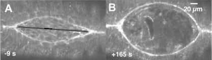 FIGURE 2 Confocal fluorescent images of native and laser perturbed dorsal closure. (A) An image of the dorsal opening just prior to laser surgery. (B) The full recoil of the dorsal opening, which occurs 165s after a mechanical jump experiment, i.e., where the laser microbeam cuts from canthus to canthus (along black line in A) to remove the force due to the amnioserosa. Taken from Hutson et al. (2003).