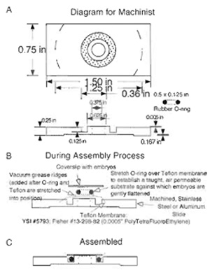 FIGURE 3 Teflon window chamber for the
observation of embryos. The chamber is as
described in the text. (A) A mechanical drawing
to scale that can be used by an appropriately
skilled shop to machine the stainless steel or
aluminum chamber required to hold the 
gas-permeable membrane and the coverslip with
embryos affixed. (B and C) How the chamber
looks during and after assembly with a coverslip
and embryos.