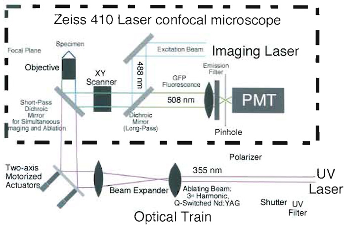 FIGURE 5 Schematic diagram of the Zeiss 410 scanning laser confocal microscope/UV laser surgical system. Part of the interior of the microscope (dotted box) showing how the internal excitation beam (visible argon ion laser) and the external microbeam (third harmonic of a Nd:YAG laser) are combined by a shortpass dichroic mirror to simultaneously direct both laser beams onto the sample. In order that the visible and UV focal planes coincide, the microbeam converges slightly in this case to compensate for the chromatic aberration of the microscope objective (see text). The long-pass dichroic mirror shown is an integral part of the Zeiss 410 imaging system and is left unmodified. It reflects excitation light scattered from the specimen while transmitting fluorescent light to the pinhole and onto the photomultiplier tube (PMT). Note that our laser confocal system utilizes an inverted microscope, with the specimen set above the objective. A comparable system, mounted on a standard upright microscope, is very similar and is described in the text