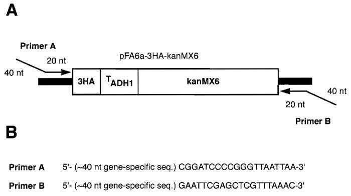 Figure 1 (A) HA-tagging cassette amplified from the yeast vector pFA6a-3HA-kanMX6. The tagging cassette
contains a sequence encoding three copies of the influenza virus hemagglutinin epitope (3HA), the S. cerevisiae ADH1 terminator, and the sequence encoding the kanMX6 cassette (encoding resistance to G418 sulfate). PCR primers for amplification of this cassette are designed such that the 5' end of each primer consists of approximately 40 nucleotides of a gene-specific sequence, whereas the 3' end consists of approximately 20 nucleotides of sequence from the polylinker immediately flanking the tagging cassette.(B) Example of PCR primers suitable for C-terminal HA tagging of target genes.