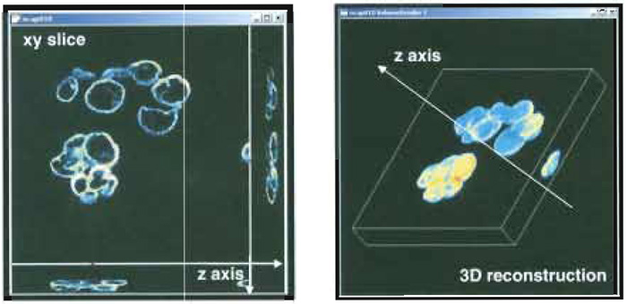 FIGURE 5 Snapshot of a 3D sample data acquisition (left) and 3D sample reconstruction (right).