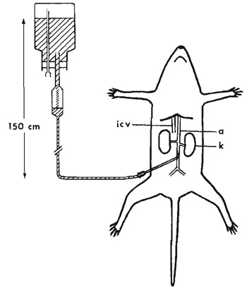 FIGURE 1 Schematic drawing of perfusion fixation of rat
through the abdominal aorta. The flask with the fixative 
and the drip chamber is placed about 150cm above the 
animal, a, aorta; icv, inferior caval vein; k, kidney.
