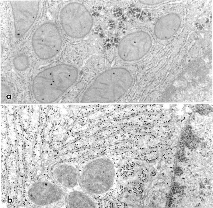 FIGURE 6 Electron micrographs of cells in liver perfusion fixed with 1% glutaraldehyde, postfixed in osmium tetroxide, and embedded in epoxy resin. (a) Embedding without en bloc staining but section staining with lead citrate. This preparation gives a good overall image of subcellular architecture. (b) Same fixation and embedding except that the tissue was en bloc stained with uranyl acetate and the section was double stained with uranyl acetate and lead citrate. The micrograph shows considerable contrast with emphasis on membranes, ribosomes, and nuclear components. 40,000×.