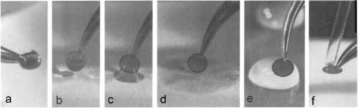 FIGURE 4 Negative staining. (a) A ~5-µl drop of sample solution/suspension is placed onto a glowdischarged specimen support grid that is held horizontally by a pair of forceps and allowed to adsorb for 30-60 s. (b) The specimen grid is then turned vertically and (c) allowed to gently touch the filter paper, which (d) removes excess liquid. (e) The adsorbed specimen is then washed by carefully placing it sideways onto a drop of water for i s, blotted as shown in b-d, and washed a second time. The actual staining is performed similarly by first washing the specimen grid on a drop of negative stain as described in e, blotting and repeating this step once more, this time leaving the specimen grid for 10s on the drop of negative stain solution. (f) After blotting off excess stain, the residual stain is removed by gently moving a capillary (drawn-out and shaped from a Pasteur pipette) around the edge of the grid. The capillary is connected to a low-vacuum suction device (e.g., a water jet pump).