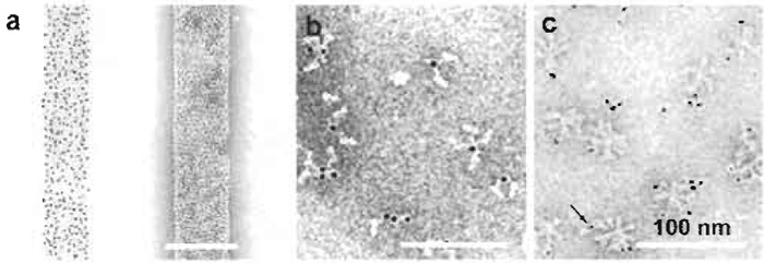 FIGURE 5 Negative staining of Fab-gold and antibody-gold complexes: (a) Bacteriophage T4 polyheads labeled with Fab-Au2.5nm unstained (left) and stained with 1% uranyl acetate. (b) Au3-labled immunoglobulin G bound to bromelain-treated haemagglutinin. (c) Au1-2nm-labeled Fab bound to haemagglutinin rosettes. Arrow: Au1-2nm colloid. (Adapted from Baschong & Wrigley, 1990