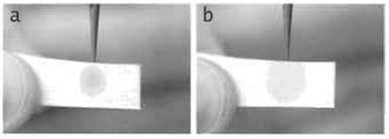 FIGURE 4 Blotting of the grid immediately prior to freeze plunging: (a) when first touching the grid and droplet with a strip of filter paper, an outline of the grid is clearly visible through the paper and (b) as the liquid is absorbed by the filter paper, the droplet imprint will increase in diameter until most of the liquid is removed from the grid surface. The grid outline will disappear and the paper will pull away from the grid. At this moment, plunge the grid immediately. For more details, see text.