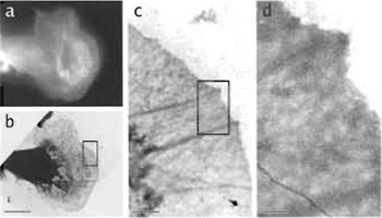 FIGURE 5 Correlative light and electron microscopy as 
demonstrated by a B16 mouse melanoma cell: (a) Cell 
stained with fluorescently labelled phalloidin and visualised
by epifluorescence microscopy, (b) corresponding view of
the same cell afer negative staining, (c and d) higher 
magnification insets of the previous images. 
Bars (a and b) = 10 µm, (c) = 1 µm, (d) = 250 nm.