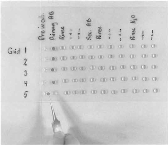 FIGURE 3 Immunolabeling of five grids on series of drops containing preincubation solution, rinsing solution, solution with primary antibodies (AB), rinsing solution, secondary antibody, and distilled water. The grids are transferred between the drops with a forceps. In practice, all drops are not placed at the Parafilm from the very beginning but are applied shortly before use.