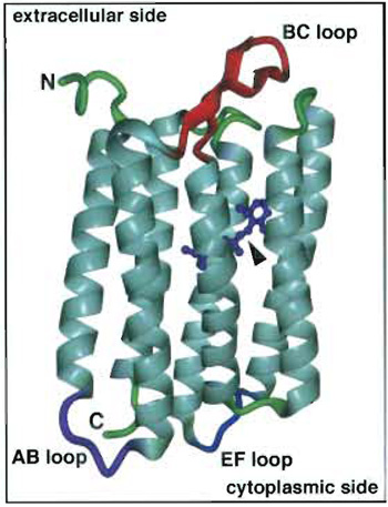 FIGURE 1 Bacteriorhodopsin with its retinal chromophore (arrowhead). The extracellular (top) and the cytoplasmic side (bottom) of BR with their prominent loops and termini are indicated. This illustration of BR was calculated using the coordinates of Kimura et al. (1997) and the visualization program DINO (http://www.dino3d.org/).