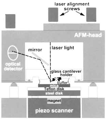 FIGURE 2 Schematic diagram of the atomic force microscope setup for imaging in liquid. The piezo scanner moves the sample in xyz directions under the fixed cantilever (marked by an asterisk).