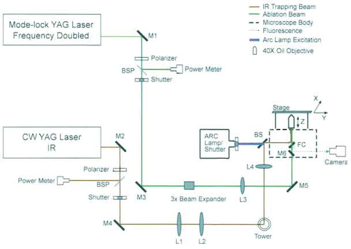 FIGURE 3 Schematic diagram of optical scissors and optical tweezers. M1-M6, mirrors; L1-L4, lenses; BSP, beam samplers; FC, filter cube; BS, beam splitter. Lasers from a variety of manufacturers may be used (see discussion in text). The YAG laser trapping beam can be divided into several beams that are reflected off of different motor-driven mirrors, resulting in multiple individually controlled trapping beams (Berns et al., 1998).