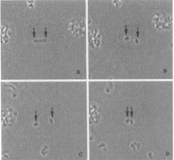 FIGURE 4 Model illustrating laser trapping and cutting of chromosomes in suspension. (A) A single chromosome is held in position using two different laser traps to hold each end of the chromome in the horizontal optical plane of the microscope field (arrows). (B) Two chromosome pieces immediately after being cut with the laser scissors beam; each piece is being held by a laser trap. (C) The two laser traps are used to move the two chromosome pieces apart. (D) The laser traps are used to move both chromosome pieces toward each other. Chromosome width is 2 µm.