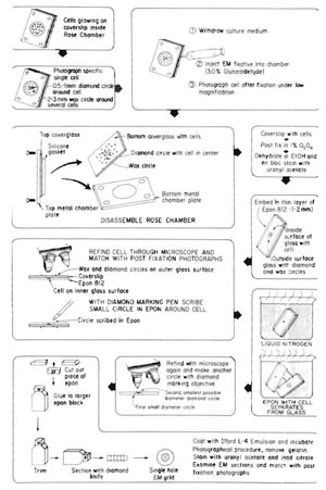 FIGURE 6 Diagram of the procedures used for single cell electron microscopy resulting in the recovery and observation of the laser-irradiated cell and organelle (see Fig. 7). This series of procedures was originally developed for EM autoradiography, thus the last step may not be needed in specific studies.