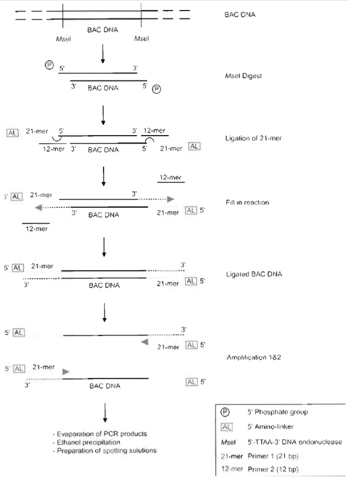 FIGURE 1 Overview of the ligation-mediated PCR procedure. BAC DNA is digested with the MseI restriction enzyme, leaving a 5'-phosphorylated TA overhang. Primers are ligated to these overhangs. The 12-bp primer guides the amino linker containing the 21-bp primer to the overhang where the 21-bp primer is ligated by T4 DNA ligase. Because of the absence of a phosphate group at the 5' end of the 12-bp primer, it will not get ligated to the BAC DNA. Primer 2 is melted off, after which DNA polymerase fills in the now singlestranded DNA overhang (as indicated with a dashed arrow). The now double-stranded, BAC DNA fragments are PCR amplified using a high-fidelity DNA polymerase; excess primer 2 from the ligation reaction will prime the reaction. A fraction of this ligation-mediated PCR is amplified in a second PCR reaction, which will be made into spotting solution.