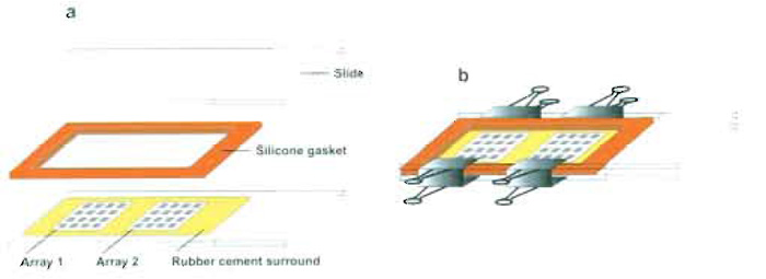 FIGURE 4 Array hybridization slide assembly. A ring of rubber cement is placed closely around each array. After applying the hybridization solution to each array, a silicon gasket is placed around the arrays, partly covering the rubber cement ring. A microscope slide is placed on top of the silicon gasket, and the whole slide assembly is clamped using binder clips. (a) Individual components of the slide assembly. (b) Complete slide assembly, including binder clips.