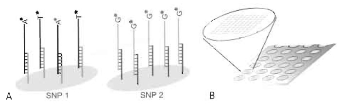 FIGURE 1 Schematic illustration of the microarray result for an individual that is heterozygote (A/T) for SNP 1 and homozygote (G/G) for SNP 2. The SNPs have been interrogated by hybridizing detection primers with 5' tag sequences, extended with fluorescently labelled ddNTPs, to their complementary immobilised cTags (A). The format is an "array of arrays" with identical subarrays, allowing 80 samples to be analysed simultaneously for up to 200 SNPs on the same microscope slide (B).