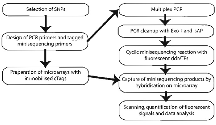 FIGURE 2 Steps of the procedure for genotyping of SNPs by minisequencing using tag arrays.