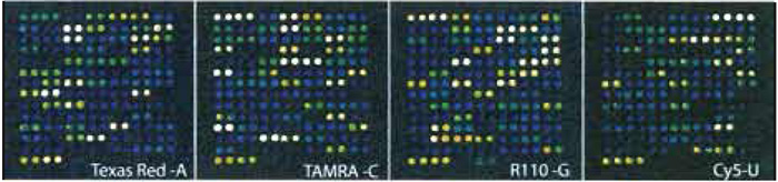 FIGURE 4 Scanning results for 45 SNPs in one subarray, i.e., one sample, after cyclic minisequencing with ddATP, ddGTP, and ddUTP labelled with Texas red, TAMRA, R110, and Cy5, respectively. Each cTag was spotted as horizontal duplicates, and both strands of all SNPs were analysed.