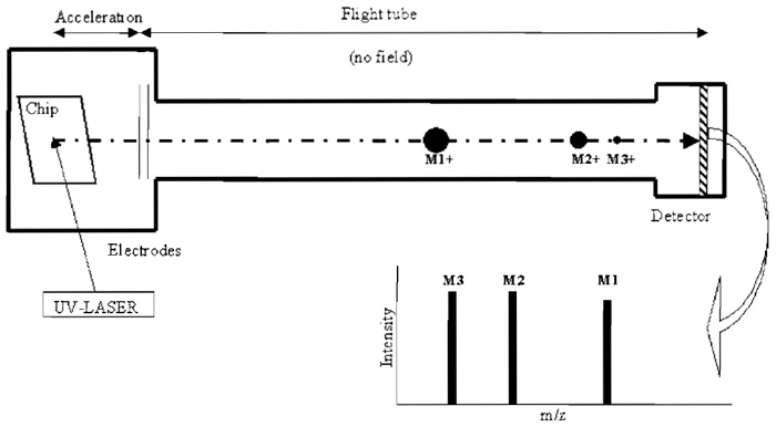 FIGURE 1 MALDI-TOF MS (modified from Pusch et at., 2001). Each spot on the chip consists of a matrix (e.g., 3-hydroxypicolinic acid) recrystallised in the presence of analyte. Firing UV laser pulses to a spot causes desorption and ionisation of matrix and analyte ions, which are accelerated prior to entering the flight tube by applying a potential. The time of flight of each ion is measured and converted into m/z (mass to charge ratio). The separation and detection of three positively, single-charged ions with different masses (M1, M2, and M3) are shown.