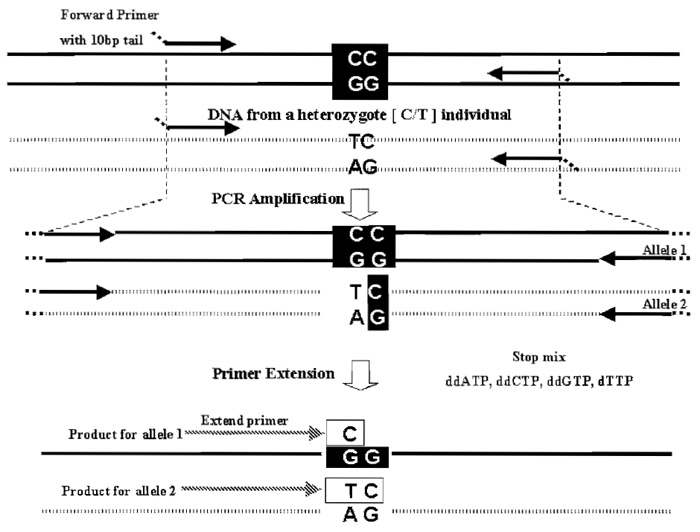 FIGURE 2 The PROBE assay for one SNP is shown. The assay works optimally with small amplicons 80-100 bp (specially in multiplex mode). Synthesizing the PCR primers with a universal 10-bp tail (not present in human DNA) increases their mass so that unused PCR primers do not interfere with product analysis. Post-PCR the unincorporated dNTPs are removed with shrimp alkaline phosphatase (not shown). Typically, the 3' end of the extend primer is the base preceding the SNP. Multiplexing is achieved by varying the size of the extend primer used in each SNP assay, but the assays need to be compatible with the use of a single stop mix. In an optimal multiplex assay design, masses of all extend primers and possible extension products are chosen so that they differ by at least 30 Da from each other.