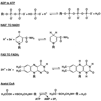 Some important reactions in metabolism. Shown are the phosphorylation of ADP to ATP, NAD+, NADH, FAD, FADH2 acetate, CoA, and acetyl CoA. For clarity, just the parts of the larger molecules that undergo reaction are shown. NAD+, nicotinamide adenine dinucleotide; NADH, nicotinamide adenine dinucleotide (reduced form); FAD, flavin adenine dinucleotide; FADH2, flavin adenine dinucleotide (reduced form); CoA, coenzyme A; AMP, adenosine monophosphate.