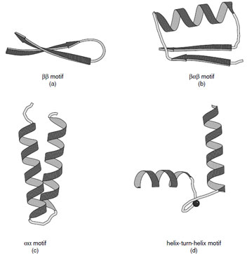 Ribbon representations of the (a) ββ, (b) β<em>α</em>β, (c) <em>α</em><em>α</em> motif, and (d) helix-turn-helix motif. Various forms of the <em>α</em><em>α</em> motifs are found depending on the manner in which the <em>α</em>-helices associate. (c) Shows the alignment of two helices joined by a short connection. (d) Shows the helix–turn–helix motif associated with calcium binding proteins.
