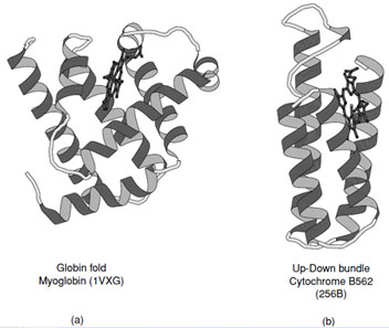 Ribbon representations of (a) myoglobin and (b) cytochrome B562. These are representative examples of all <em>α</em>-proteins which exhibit the two major ways of packing <em>α</em>-helices in proteins.