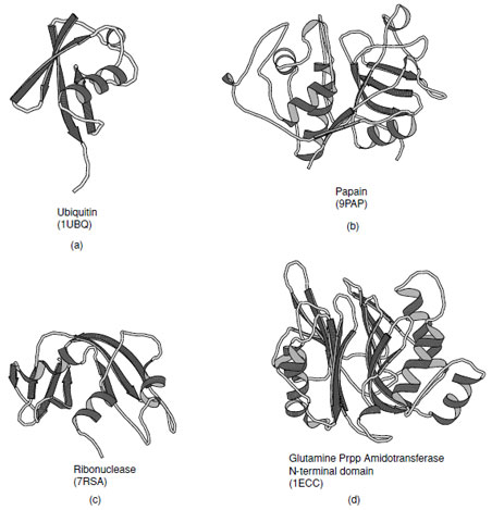 Examples of <em>α</em>+<em>β</em>proteins. (a) Ubiquitin, (b) Papain consists of one alpha-helix and four strands of antiparallel beta-sheet, (c) ribonuclease A, and (d) N-terminal domain of <em>Escherichia coli</em> glutamine phosphoribosylpyrophosphate (Prpp) amidotransferase that contains a four structural layers; <em>α</em>ββ<em>α</em>.