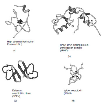 Ribbon representation of irregular structures: (a) High potential iron–sulfur protein coordinated to a 4Fe–4S cluster, (b) RAG1 DNA binding protein which contains representative examples of Zn–finger domains, (c) Defensin as example of a membrane toxin stabilized by disulfide bonds, and (d) Chinese bird spider neurotoxin which contains a cystine knot.