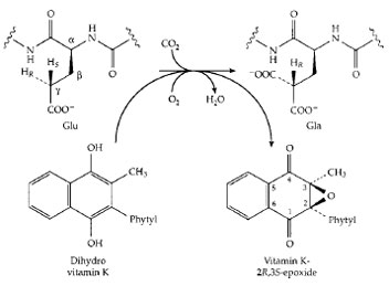 Scheme showing the coupling of O2-dependent oxidation of vitamin K to its epoxide to the carboxylation of the γ- carbon of a glutamyl side chain to a γ-carboxyglutamate (Gla) side chain. One atom of the O2 enters the epoxide while the other enters H2O.