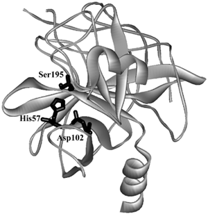 The crystal structure of α-chymotrypsin showing the catalytic triad of amino acid side chains. [Adapted from Blevins, R. A., and Tulinsky, A. (1985). “The refinement and crystal structure of the dimer of α-chymotrypsin at 1.67 Å resolution,” J. Biol. Chem. 260, 4264–4275.]