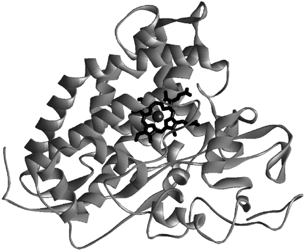 The cytochrome P450cam structure. The bound heme is depicted in black, and the iron atom at the center of the heme appears as a sphere. [Adapted from Poulos, T. L., Finzel, B. C., and Howard, A. J. (1986). “Crystal structure of substrate-free Pseudomonas putida cytochrome P450,” Biochemistry 25, 5314–5322.]