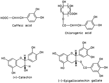 Four phenolic compounds involved in enzymatic browning.