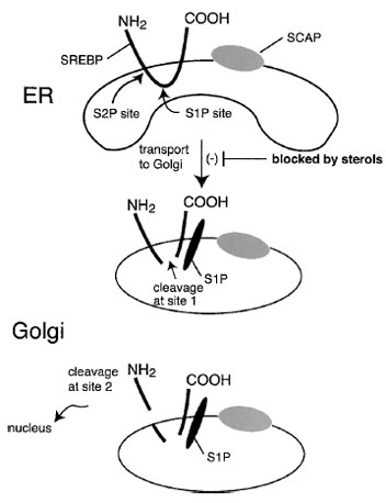 The reverse cholesterol transport hypothesis. Extraheptatic cells accumulate cholesterol through the uptake of LDL and modified forms of LDL through the LDL receptor, other members of the LDL receptor family, and/or scavenger receptors. These cells efflux cholesterol and phospholipids to the extracellular milieu through a process facilitated by a membrane transporter, ABC1. Free apo-A1 interacts with the phospholipid and cholesterol to form HDL3 particles. LCAT esterifies the cholesterol to form discoidal HDL2 particles which then interact with the SR-B1 receptor at the surface of hepatocytes. Through that interaction, cholesterol esters are selectively taken up into the hepatocytes and hydrolyzed. The free cholesterol is then secreted into the bile or converted to bile acids. Much of this cholesterol is then excreted in the feces.