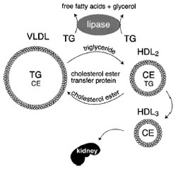 Inverse relationship between plasma triglyceride and HDL cholesterol levels. A higher level of VLDL correlates with lower HDL levels. Two processes simultaneously remove triglycerides from VLDL particles. First, lipoprotein lipase hydrolyzes the triglycerides to free fatty acids and glycerol. Second, cholesterol ester transfer protein (CETP) in the bloodstream catalyzes the exchange of triglyceride and cholesterol ester between VLDL and HDL, respectively. As HDL accumulates triglyceride, it is a substrate for lipoprotein lipase and hepatic lipase. This shrinks the HDL particles, causing them to be cleared by the kidneys.